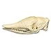 Real Nine-Banded Armadillo Skull A Quality Skull Only