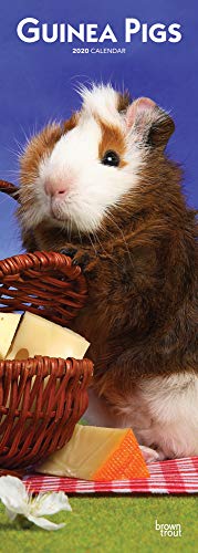 Guinea Pigs 2020 6.75 x 16.5 Inch Monthly Slimline Wall Calendar, Small Animal Wildlife by 