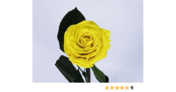 Floréate Rosa eterna preservada Amarilla de 25 cm : Amazon.es ...