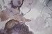 No. 918 Andorra Watercolor Floral Crushed Texture Sheer Grommet Curtain Panel, 51