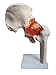 Anatomy Model of Human Hip Joint Bones Anatomical Joint Models for Teaching Life Size - with Moving Hip Ligaments