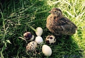 Amazon Com 12 Fertile Coturnix Quail Hatching Eggs Everything Else
