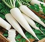 Radish Diakon 10 Lbs. Great for Your Deer Plot. By Detwiler Native Seed Company
