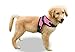 Copatchy No Pull Reflective Adjustable Dog Harness with Handle (Small, Pink)