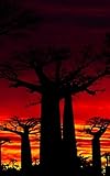 Notebook: Baobab Tree Africa Trees African Dry Desert Climate Sunset 5