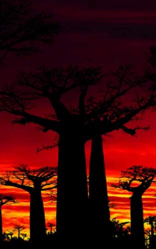 Notebook: Baobab Tree Africa Trees African Dry Desert Climate Sunset 5