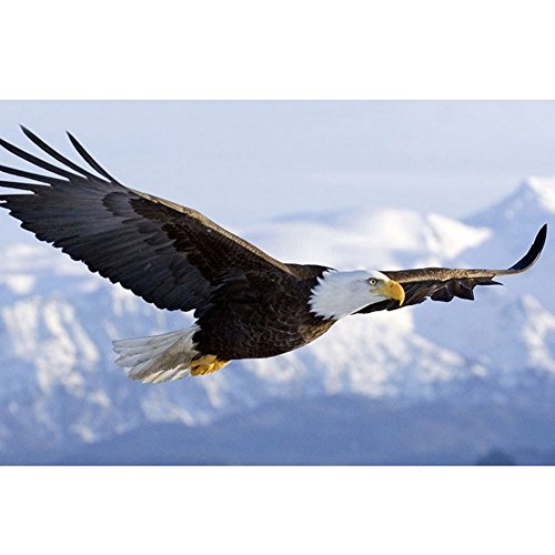 5D Diamond Painting Embroidery DIY Handmade Diamond Rhinestone Mosaic Kits Animals Cross-Stitching Set Eagle - Thumbnail 2