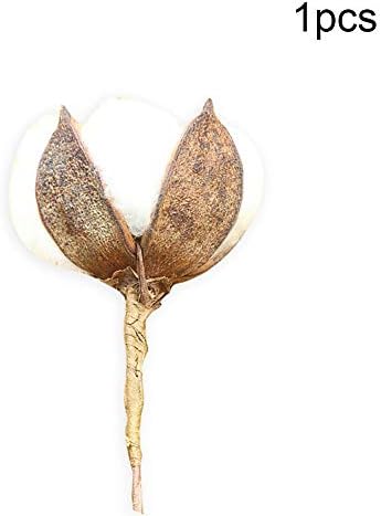 BOENZN 1 pc Dried Natural Real Cotton Boll Stem Floral Decor,natural cotton stems decor