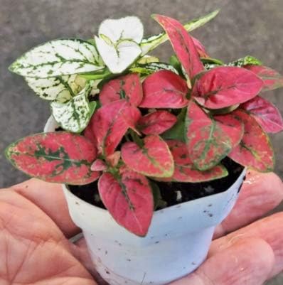 Plant Polka Dot Plants Mixed Colored Plants in one Pot Hypoestes Phyllostachya Get 1 Plant #KG01YN