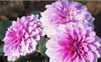 Amazon 14 10ピースレアホワイトレッドダリア種子15魅力的な中国の花種子盆栽植物用庭卸売価格ping 花