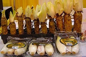 Fash Lady CHICORY 100 SEEDS FRENCH ENDIVE WITLOOF GOURMET SALADSCOFFEE FLAVORING - Thumbnail 3
