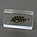 Zebra Tilapia Fish Paperweight (2.9x1.6x1