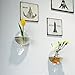 Pack of 2 Larger Wall Bubble Terrariums Glass Bowl 6“ Wall Mounted Glass Vase for Dried Flowers Tillandsia Air Plants Holders Wall Hanging Succulents Planters