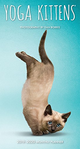 Yoga Kittens 2019 3.5 x 6.5 Inch Two Year Monthly Pocket Planner, Animals Humor Kitten by 