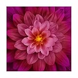 Hoffman Fabrics Hoffman Digital Dream Big 43'' Floral Panel Fuchsia Fabric