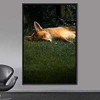 Framed Canvas Wall Art Red Fox Animals Contemporary Expressive Fox Living Room Multicolor Photography - 16x24 inches