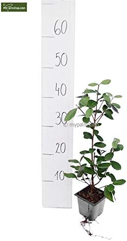 Acca Sellowiana Brasilianische Guave Feijoa Ananas Guave Verschiedene Grossen 30 50cm Topf 9x9 Cm Amazon De Garten