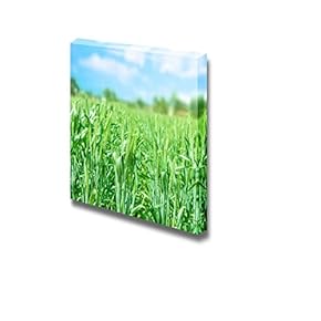 Canvas Prints Wall Art - Beautiful Scenery Fresh Wheat Field Under Blue Sky | Modern Wall Decor/Home Decoration Stretched Gallery Canvas Wrap Giclee Print & Ready to Hang - 12" x 12"