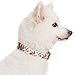 Blueberry Pet 7 Patterns Spring Scent Inspired Pink Rose Print Ivory Adjustable Dog Collar, Large, Neck 18