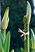 SuperMoss (22050) Moss Stakes Preserved, Fresh Green, 18