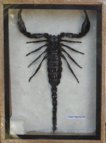 Real Scorpion Taxidermy in wood box