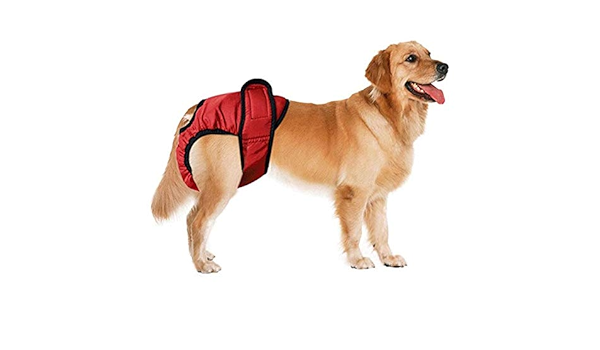 dog clothes divisoria