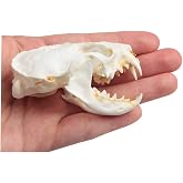 Acxico 1Pcs Mink Skulls Skull Specimen Animal Bone Specimen Gifts Skulls