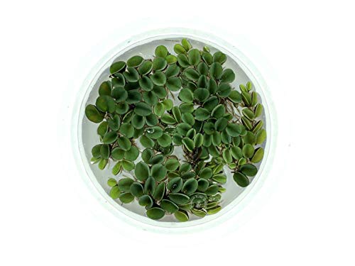 Asian Watermoss, Salvinia cucullata, Live Aquarium/Aquatic/Freshwater/Floating/Pond Plant, Planted Tank, Aquascaping by Aquarium Plant Center (12 Plants) at Amazon