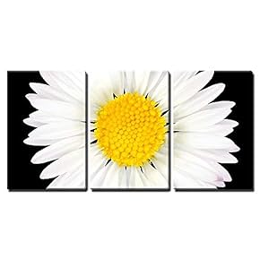 3 Piece Canvas Wall Art - Daisy Flower Isolated on Black Background - White with Yellow Center - Modern Home Art Stretched and Framed Ready to Hang - 16"x24"x3 Panels
