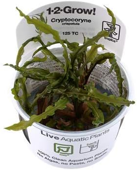 Amazon Tropica 水草 クリプトコリネ クリスパトゥラ 1 2 Grow 無農薬 スネール無し 1カップ 増子水景 生体水草 通販