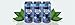 Rocky Mountain High HEMP-INFUSED Black Tea, 24 Pack