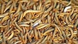 3000 Live Mealworms, Reptile, Birds, Chickens, Fish Food (Large)