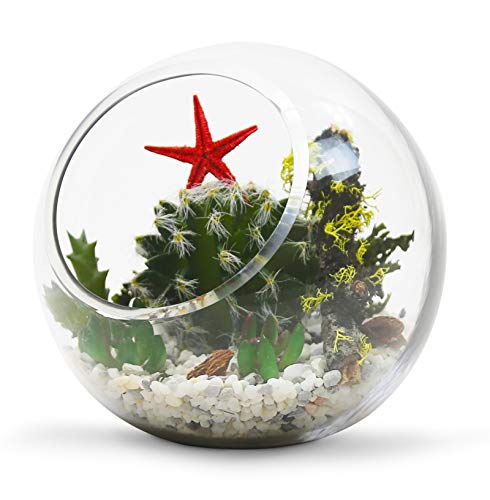 WGV Slant Cut Bowl Glass Vase, Open 3.3", Height 5.5", Diameter 5.7", Clear Terrarium, Candy Dish, Fruit Jar, Floral Container for Wedding Party Event, Home Office Decor, 1 Piece