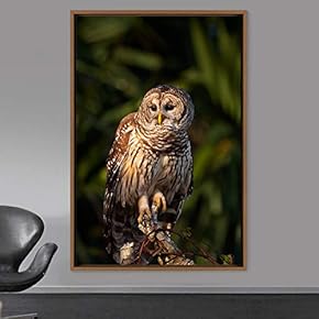 signwin Framed Canvas Wall Art Owl Birds Dramatic...