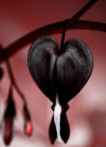 Image result for bleeding heart