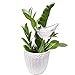 Mkono 6Pcs Self Watering Globe Plant Water Bulbs Bird Shape Design Hand Blown Clear Glassthumb 1