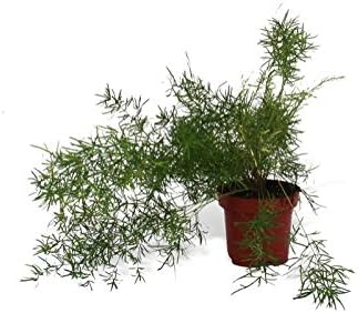 Verdecora - Esparraguera: Amazon.es: Jardín
