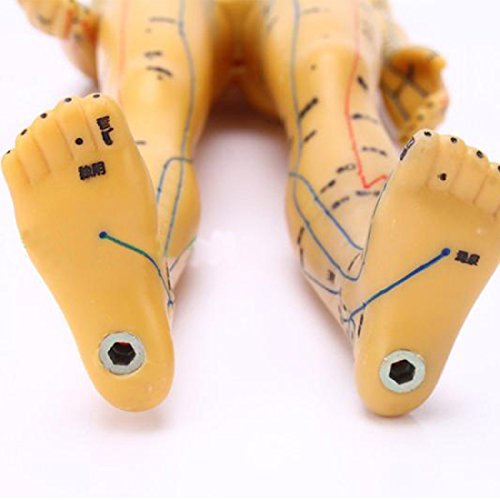 Tinsay Meridian Acupuncture Model With Base Human Acupuncture Anatomical Model with Acupuncture Points, Bronze Color Male Female 19" - Thumbnail 7