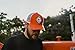 JUSTSWAG J&D Productions, inc. Allis Chalmers Tractor Hat, Vintage Logo, Orange with White mesh Back