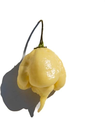 Semillas Chile Carolina Reaper Amarillo! Ají Ultra Picante En Venta En