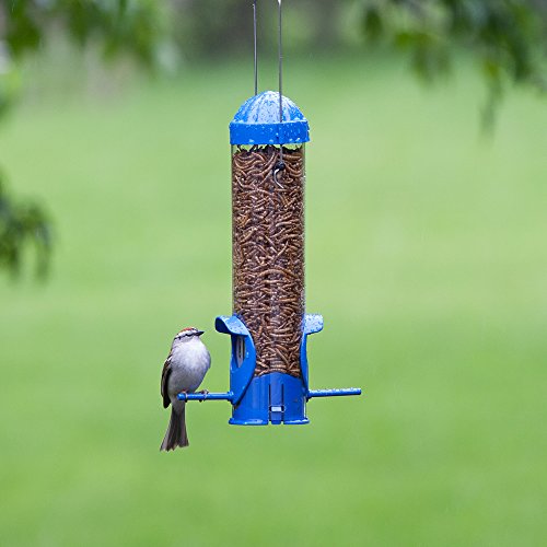 Perky Pet Mealworm Bird Feeder Buy Online See Prices