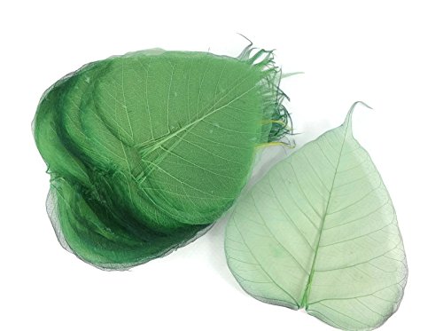 Dark Green 5 Inch Skeleton Leaves 100 pcs Sacred Fig Ficus Religiosa Flower Making Floral Scrapbook Craft Wedding Card