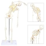 Axis Scientific Mini Human Flexible Skeleton Model