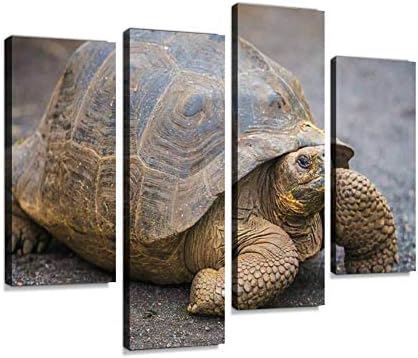 Galapagos Giant Tortoise Canvas Print Artwork Wall Art Pictures Framed Digital Print Abstract Painting Room Home Office Decor Ready To Hang 4 Panel Amazon Ae
