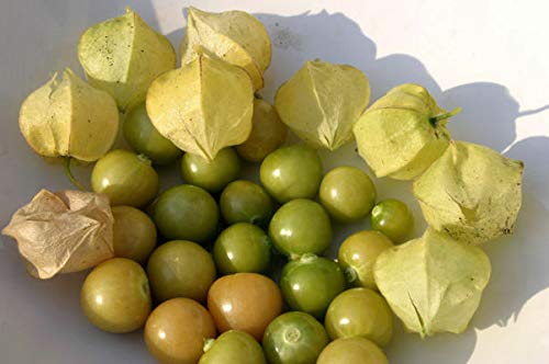 50 seeds Ground Cherry aka Strawberry Husk Tomato Physalis Pruinosa Tomatillo