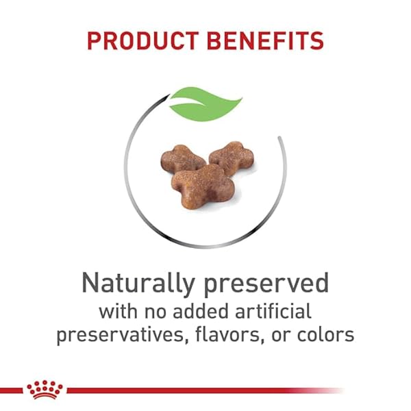 ROYAL CANIN FELINE HEALTH NUTRITION DRY KITTEN FOOD, SUPPORTS DIGESTIVE HEALTH, IMMUNE SUPPORT AND HEALTHY ENERGY, 3 LB BAG