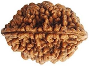 Divine Center 2 TWO MUKHI FACET RUDRAKSHA RUDRAKSH HINDU PUJA PRAYER MEDITATION YOGA ENERGIZED