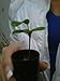 Honey Tangerine Tree - Citrus reticulata 'Murcott' - starter plug