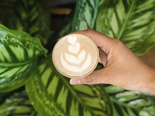 Molina-Chai-Madagascar-1000gr-Premium-Chai-Latte-mit-Bio-Kokosbluetenzucker-Klassische-Gewuerzmischung-mit-Bourbon-Vanille-Honig-Sandelholz-Laktosefrei Molina-Chai-Madagascar-1000gr-Premium-Chai-Latte-mit-Bio-Kokosbluetenzucker-Klassische-Gewuerzmischung-mit-Bourbon-Vanille-Honig-Sandelholz-Laktosefrei
