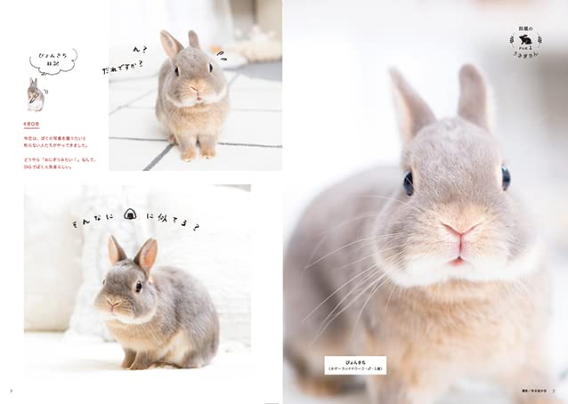 うさぎ 4 4 なし Www Vitaplus Com